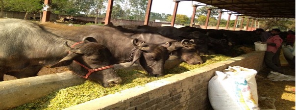 Pashudhan Samridhi & Dairy Rin Yojana 2025